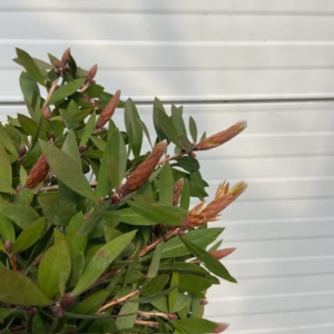 Callistemon Citrinus (lampenpoetser) op stam