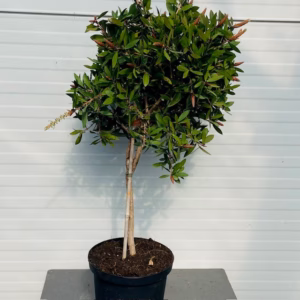 Callistemon Citrinus (lampenpoetser) op stam