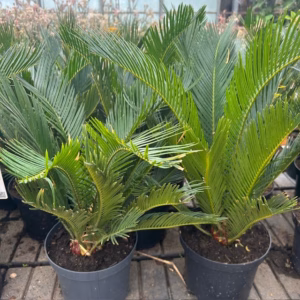 Cycas revoluta (Vredespalm)