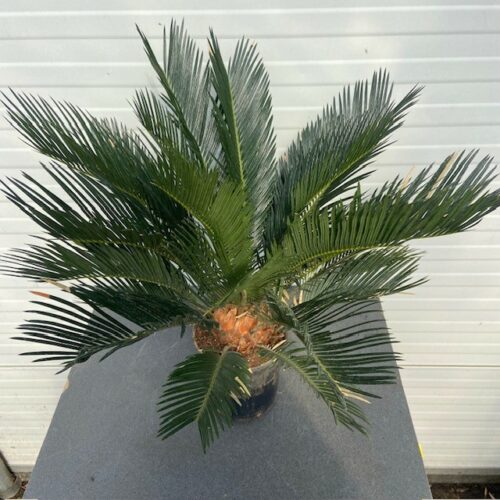 Cycas revoluta (Vredespalm)