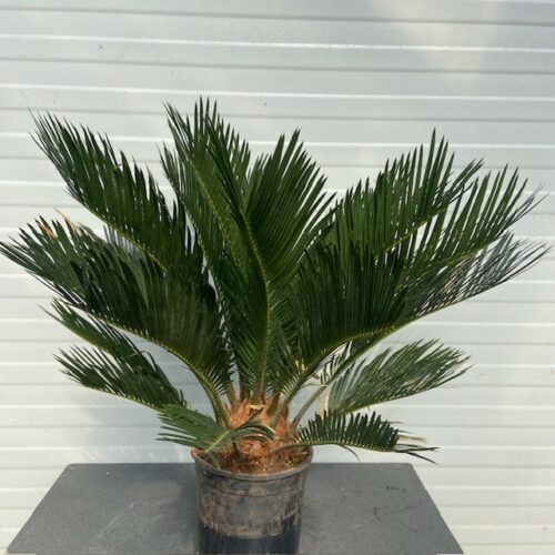 Cycas revoluta (Vredespalm)