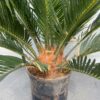 Cycas revoluta (Vredespalm)