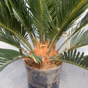 Cycas revoluta (Vredespalm)