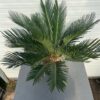 Cycas revoluta (Vredespalm)