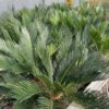 Cycas revoluta (Vredespalm)