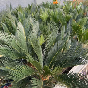 Cycas revoluta (Vredespalm)