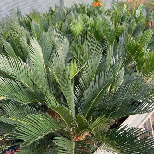 Cycas (Vredespalm)