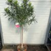 Oleander op stam 150 cm kleur wit