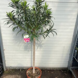 Oleander op stam 150 cm kleur wit