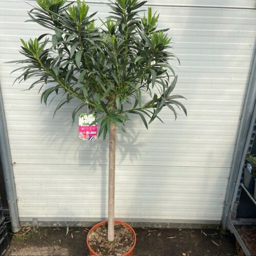 Oleander op stam 150 cm kleur wit