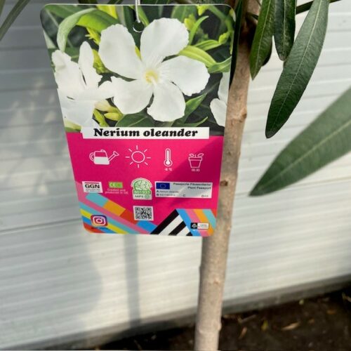 Oleander op stam 150 cm kleur wit