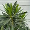 Oleander op stam 150 cm kleur wit