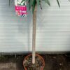 Oleander op stam 150 cm kleur wit