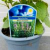 Agastache Blue fortune (Dropplant)