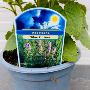 Agastache Blue fortune (Dropplant)
