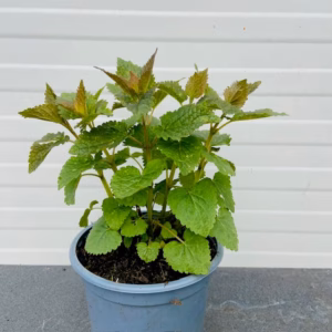 Agastache Blue fortune (Dropplant)