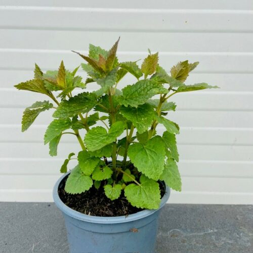 Agastache Blue fortune (Dropplant)