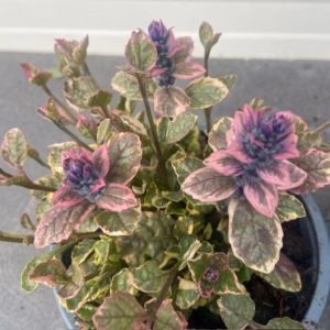 Ajuga reptans Burgundy Glow (Kruipend zenegroen)