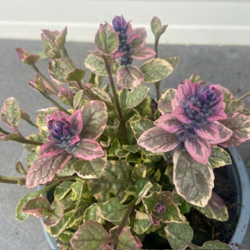 Ajuga reptans Burgundy Glow (Kruipend zenegroen)