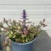 Ajuga reptans Burgundy Glow (Kruipend zenegroen)