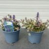 Ajuga reptans Burgundy Glow (Kruipend zenegroen)