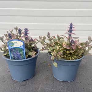 Ajuga reptans Burgundy Glow (Kruipend zenegroen)