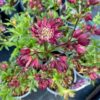 Astrantia 'Star of Love' (Zeeuws knoopje)
