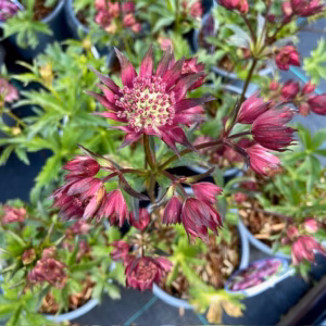 Astrantia 'Star of Love' (Zeeuws knoopje)