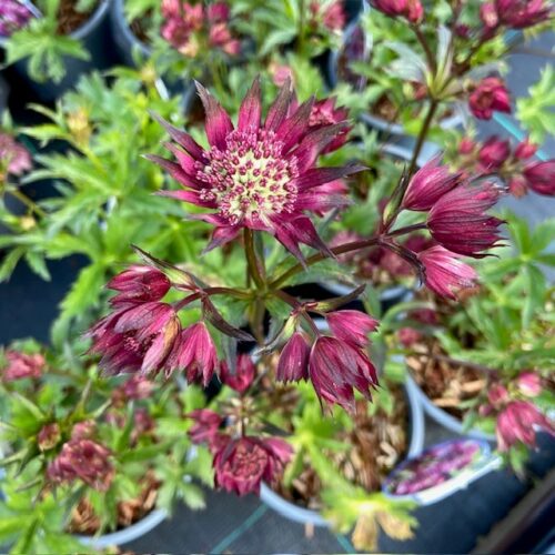 Astrantia (Zeeuws Knoopje)