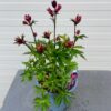 Astrantia 'Star of Love' (Zeeuws knoopje)
