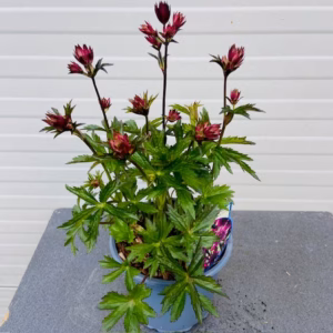 Astrantia 'Star of Love' (Zeeuws knoopje)