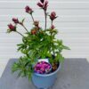 Astrantia 'Star of Love' (Zeeuws knoopje)