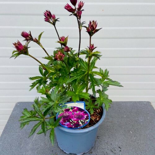 Astrantia 'Star of Love' (Zeeuws knoopje)
