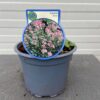 Astrantia 'Roma' (Zeeuws knoopje)
