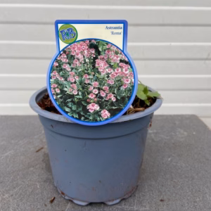 Astrantia 'Roma' (Zeeuws knoopje)