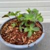 Astrantia 'Star of Love' (Zeeuws knoopje)