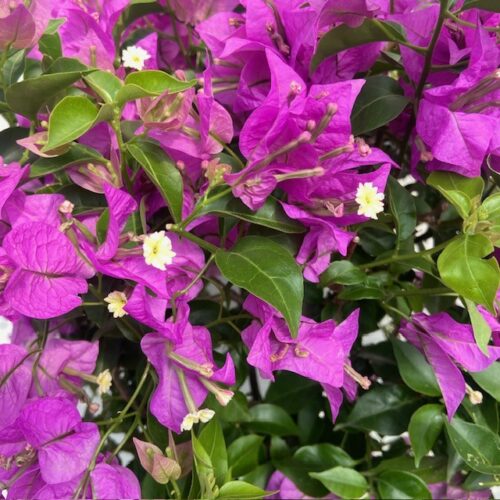 Bougainvillea