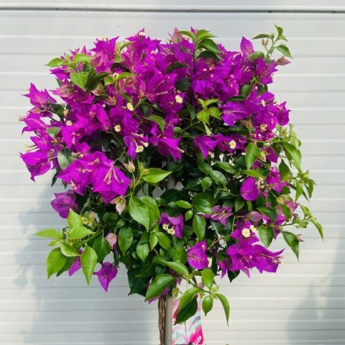 Bougainvillea 'Alexandra' op stam