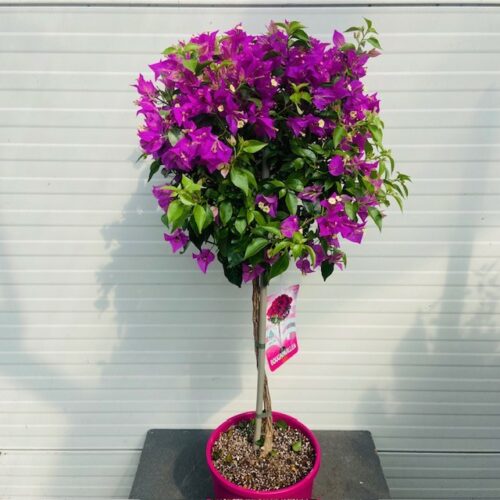 Bougainvillea 'Alexandra' op stam