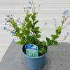 Brunnera Macrophylla