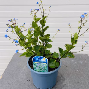 Brunnera Macrophylla