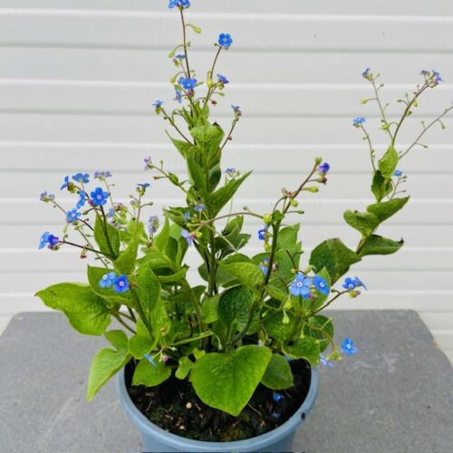 Brunnera Macrophylla