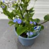 Brunnera Macrophylla