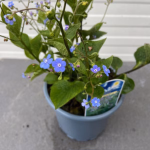 Brunnera Macrophylla