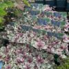 Ajuga reptans Burgundy Glow (Kruipend zenegroen)