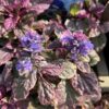 Ajuga reptans Burgundy Glow (Kruipend zenegroen)