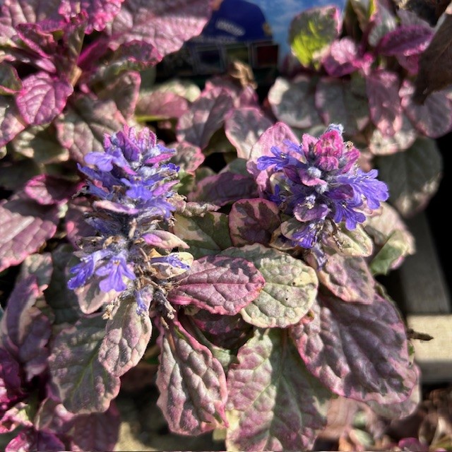 Ajuga reptans Burgundy Glow (Kruipend zenegroen)
