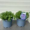 Campanula Catharina (Klokjesbloem)