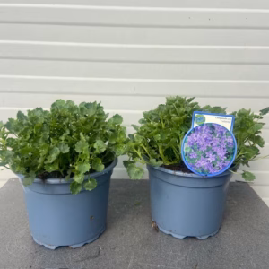 Campanula Catharina (Klokjesbloem)