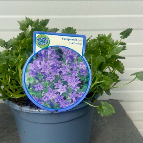 Campanula Catharina (Klokjesbloem)